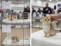 Safkan şecereli british shorthair bebeklerim