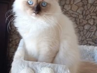 ŞECERELİ ANNE VE BABADAN SAFKAN RAGDOLL DİŞİ YAVRUM