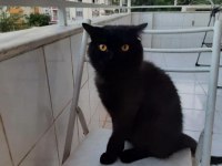 Siyah Tatlı British