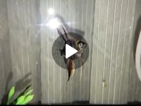 Yeni Akvaryum Aldığım İçin Satılıktır