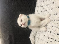 Yavru saf kan scottish fold bebekler acil yuva arıyor