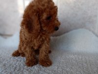 Erkek sağlıklı yavru poodle