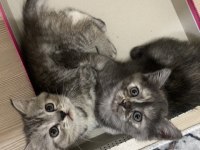 5 haftalık british shorthair yavrularıma yuva arıyorum