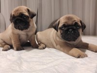 Muhteşem Pug Mops Bebekler A Kalite