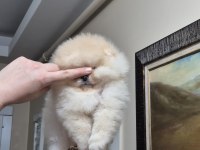 Üst kalite sıfır burun orijinal ırk pomeranian boo
