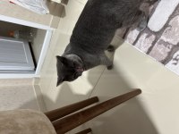 11 aylık british shorthair kedimize yuva aranıyor