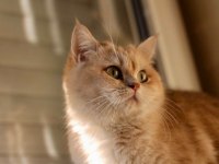 Full üretim secereli kızımız Venüs british shorthair