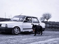 Solid black siyah alman çoban köpeği