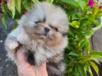 Pomeranian Boo Micro Erkek Full Şecereli