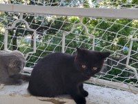Scottish fold ve ragdoll kırması yavru