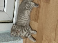 Scottish fold yeni yuva arıyoruz
