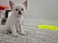 Siyam kedisi güzelleri