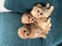 A KALİTE MALTİPOO LAR