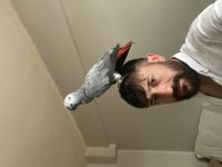Yavru jako papağanı