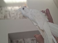 Bebek Albino Sultan Papağanı
