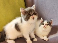 Kusursuz exotic shorthair bebekler