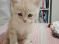 Chinchilla 2 aylık sahiplendirme