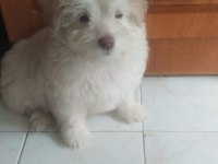 Eekek köpeğimize Oğlumuza iyi bakacak birini arıyoruz