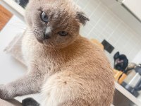 Erkek 1 Yaşında Scottish Fold