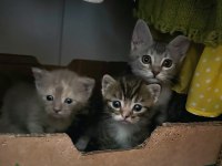 British shorthair yavruları ücretsiz sahiplendirilecektir
