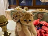 Ny 12 golden cinsi scottish fold yavrularımız