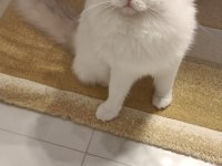 Şecereli Erkek Ragdoll Kedisi