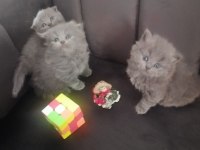 Scottish fold yavru Antalya
