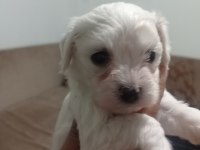 Maltese yavrular