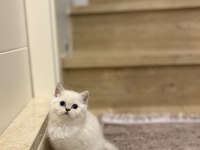 Bebek Yüz Brıtısh Shorthair Yavrularım
