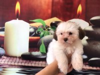 EFSANE GÜZELLİKTE SHİH TZU BEBEKLER