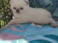 Scottish fold blue point