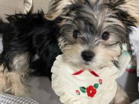 Ailenize neşe katacak mini yorkshire terrier dostlar
