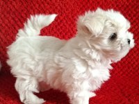 Maltese Terrier Irkının En Özel Yavruları