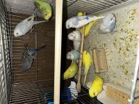 Yavru Yerli Ve Jumbo Muhabbet Kuşları