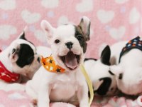 FRENCH BULLDOG YAVRULARI