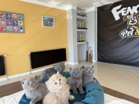 TOP KAFA SCOTTISH FOLD YAVRULARI FENOMEN PET SHOP