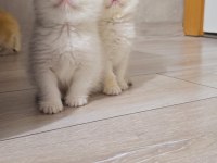 British shorthair show kalite üst soy dişi erkek yavrular
