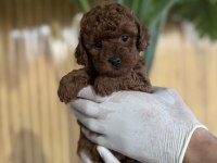 Referans Yavru Poodle Köpekler