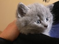1.5 aylık british shorthair