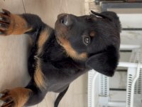 ROTTWEİLER VARSA DAHA İYİSİ O DA ANNESİ
