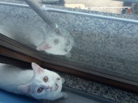 Acil british shorthair ilanı 11 aylık kedimiz eşyalarıyla