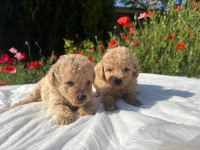 EVDE BAKMAYA ÇOK UYGUN MALTİPOO YAVRULARIMIZ