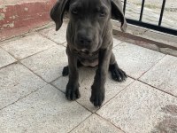 Cane corso beş aylık
