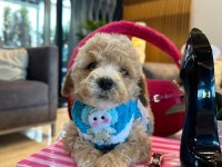 Maltipoo oğlumuz Yoyo