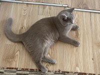 ACİL SAHİPLENDİRİYORUZ KEDİMİZİ