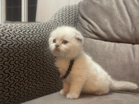 Teslime Hazır British Shorthair