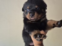 A Kalite Rottweiler Koca Kafa Yavrular