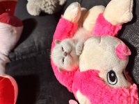 Orjinal ırk Scottish Fold mavi gözlü