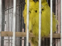 Show jumbo muhabbet kuşu yavrular ve takımlar