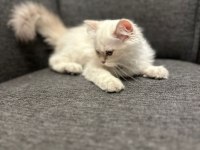 Süper kalite erkek british longhair